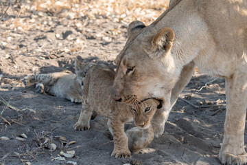 In the heart of Khwai, Botswana, a lion cub plays gently with its mother in 2025 – a touching moment of affection, playfulness, and the wild bonds of Africa - Animal of africa