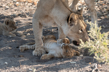 Lion cubs engage in playful activities like tumbling and play-fighting with their mothers and siblings on the savanna to develop essential survival skills, build strength, and strengthen social bonds 