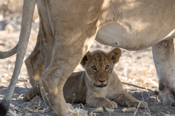 Lion cubs engage in playful activities like tumbling and play-fighting with their mothers and siblings on the savanna to develop essential survival skills, build strength, and strengthen social bonds 