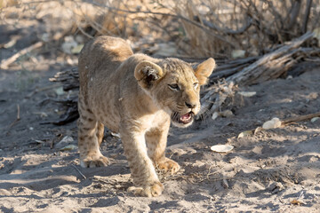 Lion cubs engage in playful activities like tumbling and play-fighting with their mothers and siblings on the savanna to develop essential survival skills, build strength, and strengthen social bonds 