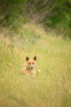 Curious dingo in long grass by the side of rural road