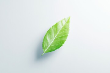 Fresh green leaf on light background