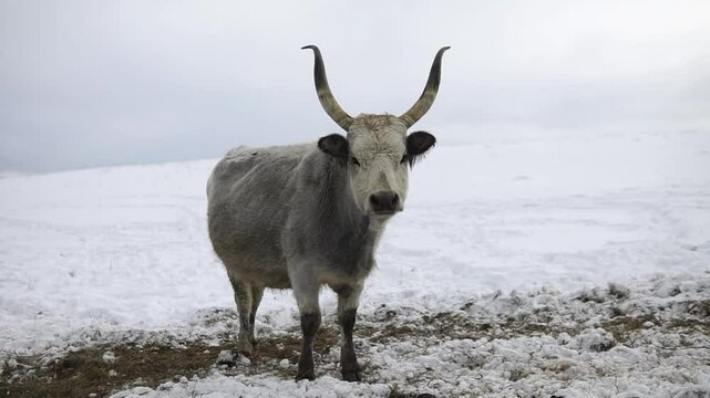 Huge old ox of a gray cattle stands alone in a snowy meadow