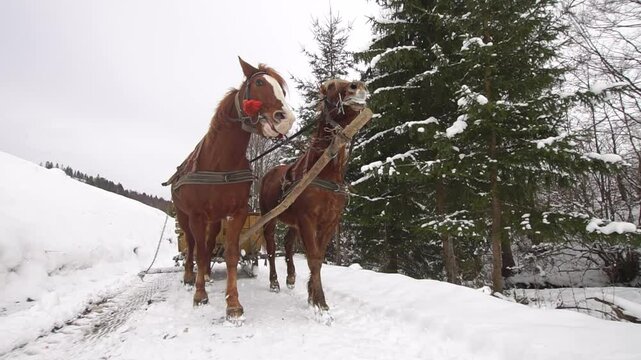Two brown horses in a harness with a sled run in the snow
