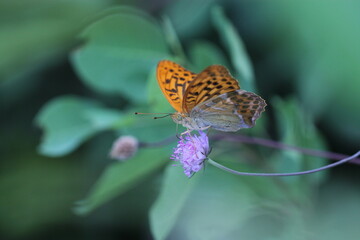 una farfalla argynnis paphia