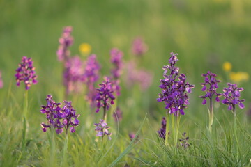 fiori di giglio caprino in primavera © Simona