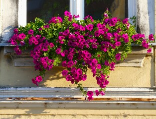 Old and rustic window with pink summer flower 