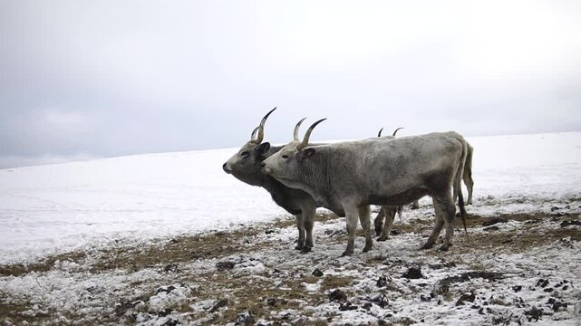 Pair of gray horned bullocks stands in a snowy mountain meadow