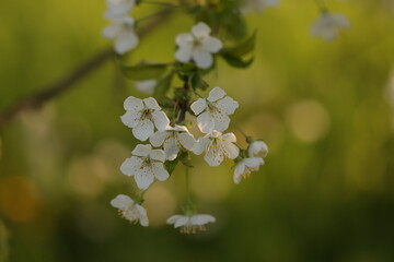 fiori di ciliegio in primavera