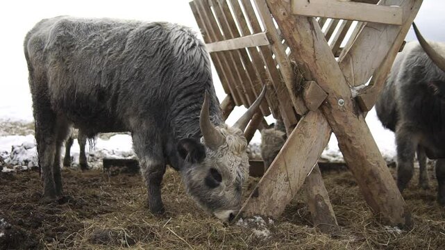 Several oxes of a gray ukrainian cattle ea hay at the through in winter 