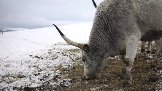 Big gray buffalo eats hay from the ground covered with snow