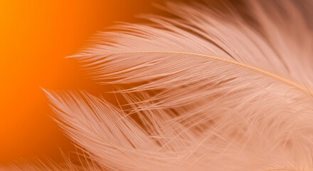 Fototapeta premium Orange light Beautiful white feather pattern texture background. 