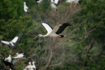 Asian openbill (Anastomus oscitans) bird in flight at Yala National Park