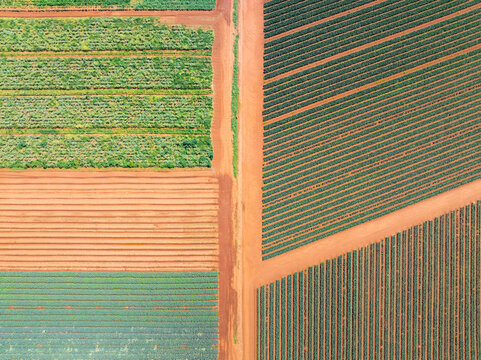 Aerial view of geometric patterns and rows of a market garden's crops