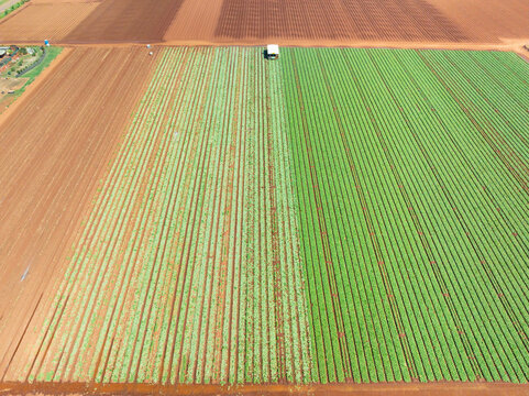 Aerial overview of crops in a market garden