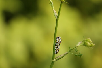 un bruco di farfalla macaone al tramonto