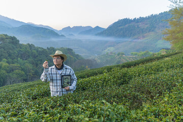 Fototapeta premium Farmer inspects tea fields. Smart farming and digital farming in Green tea industry. Agricultural researchers monitor the quality of tea leaves in plantation. Farmer Tea Plantation checking quality