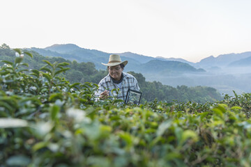 Fototapeta premium Farmer inspects tea fields. Smart farming and digital farming in Green tea industry. Agricultural researchers monitor the quality of tea leaves in plantation. Farmer Tea Plantation checking quality