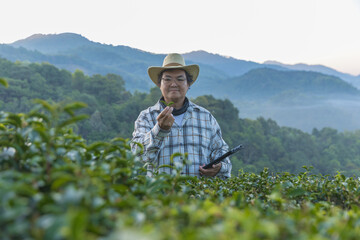 Farmer inspects tea fields. Smart farming and digital farming in Green tea industry. Agricultural...