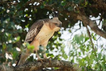 Crested Hawk-eagle or Changeable Hawk-eagle in Yala National Park, Sri Lanka