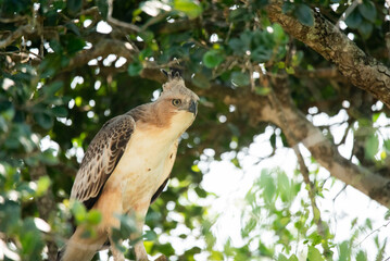 A close up of Crested Hawk-eagle or Changeable Hawk-eagle in Yala National Park, Sri Lanka