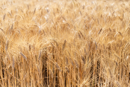 Champ de bl&eacute; jaune dor&eacute; au soleil