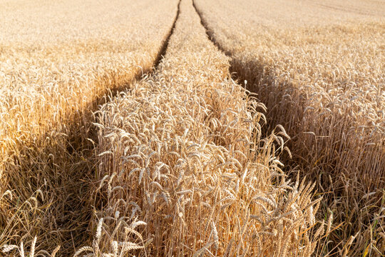 Champ de bl&eacute; dor&eacute; au soleil, avec sillons
