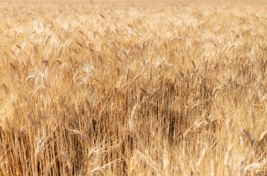 Champ de bl&eacute; dor&eacute; sous le soleil