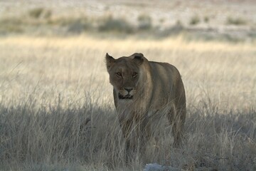 Lioness in wild savannah - Animal of africa , Family of Lions in Golden Grass 