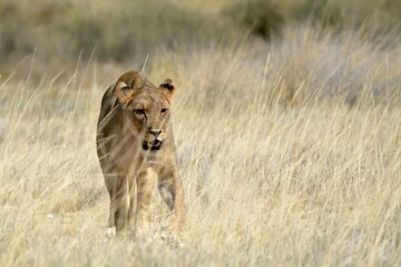 Lioness in wild savannah - Animal of africa , Family of Lions in Golden Grass 