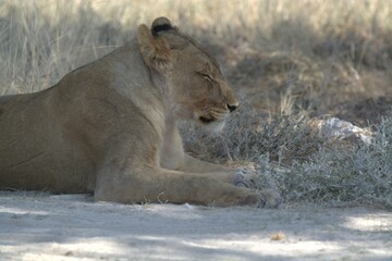 Lioness in wild savannah - Animal of africa , Family of Lions in Golden Grass 
