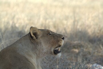 Lioness in wild savannah - Animal of africa , Family of Lions in Golden Grass 