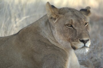 Lioness in wild savannah - Animal of africa , Family of Lions in Golden Grass 