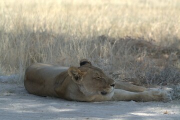 Lioness in wild savannah - Animal of africa , Family of Lions in Golden Grass 