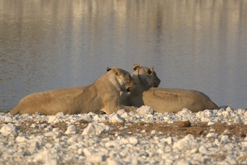 Lioness in wild savannah - Animal of africa , Family of Lions in Golden Grass 