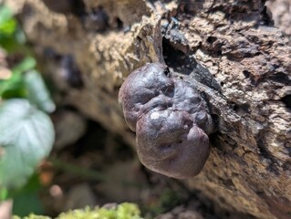 King Alfred's Cakes fungus (Daldinia concentrica)