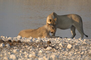 Lioness in wild savannah - Animal of africa , Family of Lions in Golden Grass 