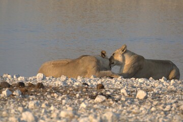 Lioness in wild savannah - Animal of africa , Family of Lions in Golden Grass 
