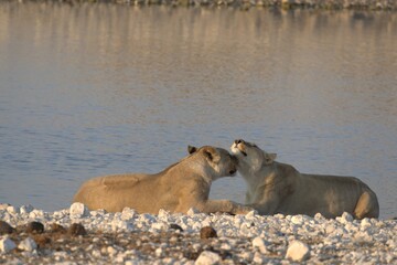 Lioness in wild savannah - Animal of africa , Family of Lions in Golden Grass 