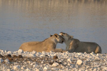 Lioness in wild savannah - Animal of africa , Family of Lions in Golden Grass 