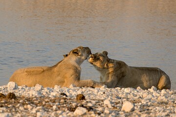 Lioness in wild savannah - Animal of africa , Family of Lions in Golden Grass 