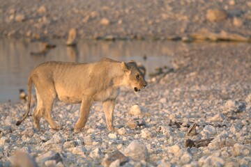 Lioness in wild savannah - Animal of africa , Family of Lions in Golden Grass 