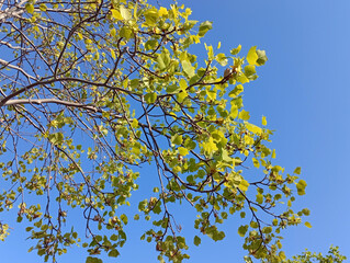Sprouting green leaves on a tree against the blue sky. Maltepe Bech Park in Istanbul in early spring.