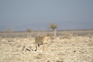 Lioness in wild savannah - Animal of africa , Family of Lions in Golden Grass 