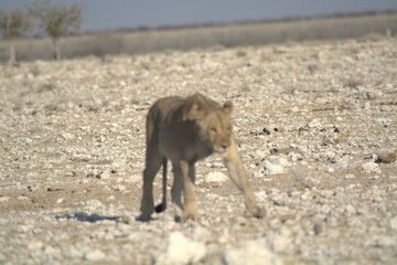 Lioness in wild savannah - Animal of africa , Family of Lions in Golden Grass 