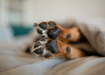 Close-up of dog paw pads sleeping on bed.
