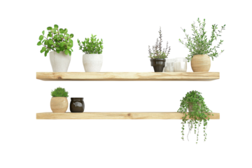 Rustic wooden shelves display vibrant potted plants creating a calming minimalist home d cor isolated on transparent background