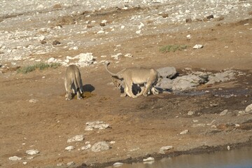 Lioness in wild savannah - Animal of africa , Family of Lions in Golden Grass 