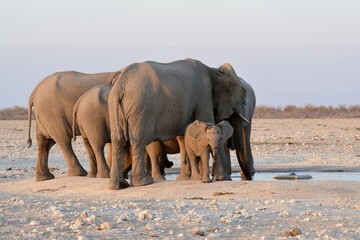 elefanti in gruppo , in botswana africa
