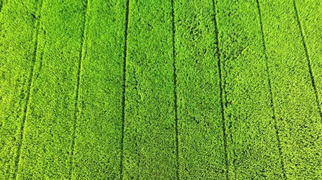 The aerial view highlights the smart water management techniques used in rice cultivation, with flooded rows carefully arranged to maximize irrigation and ensure the healthy growth of rice plants.
